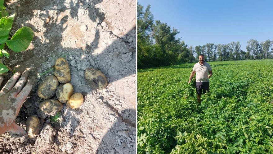 Niko Musić: Nekad je selo hranilo grad, a sada grad hrani selo. To nije normalno