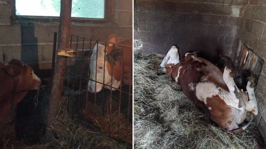 Uginula krava domaćinu iz Glogove: "Velika šteta, nas je puna kuća"