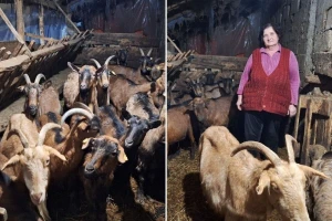 Posetili smo Snežaninu farmu alpino koza, a ona kaže: "Ako ne voliš to što radiš, piši propalo"