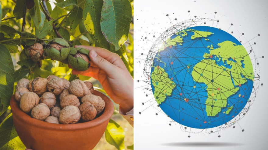 Orah - kraljevski plod s hiljadugodišnjom tradicijom i izazovima današnjice