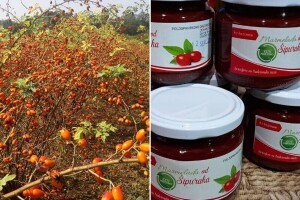 Divlji šipurak za najslađu marmeladu - kod Slađana se uvijek traži teglica više