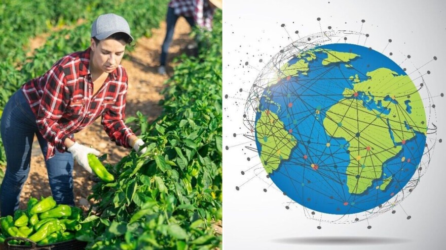 Paprika, od drevnih civilizacija do moderne prehrambene industrije