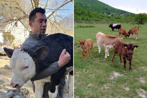 Po Dalmatinskoj zagori već bi na prvi pijev pijetla poljima trčale koze, ovce, a travu pasle i krave