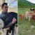 Po Dalmatinskoj zagori već bi na prvi pijev pijetla poljima trčale koze, ovce, a travu pasle i krave