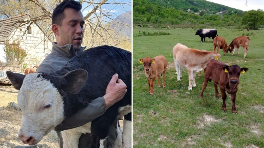 Po Dalmatinskoj zagori već bi na prvi pijev pijetla poljima trčale koze, ovce, a travu pasle i krave