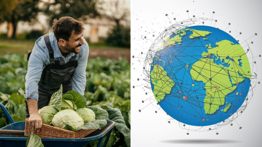 Kupus, kralj polja i fermentacije: Povrće koje hrani svet i leči telo