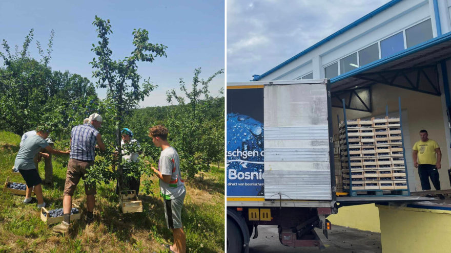 Mašala rodile šljive u Bosni: Nijemci mogu da se raduju