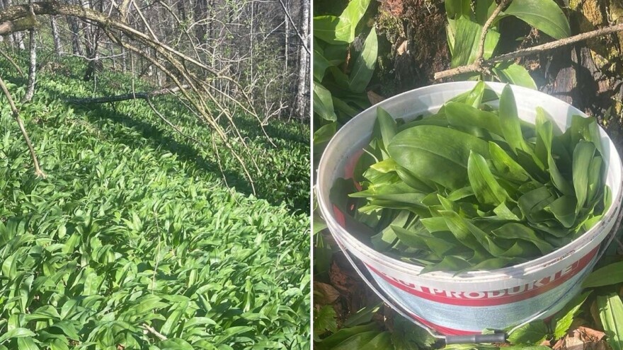 Otkup srijemoša u punom jeku: Cijena sušenog do 20 KM po kilogramu