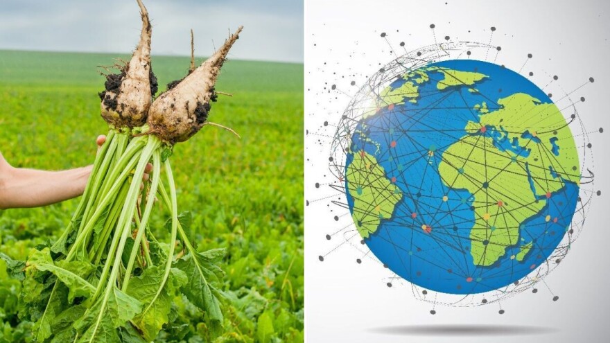 Šećerna repa: Slatka biljka gorke sudbine