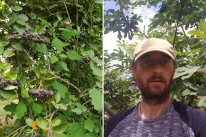 Miroslav Đorđević u dvorištu uzgaja sibirsku borovnicu, pepino, indijansku bananu. Otkriva nam kako