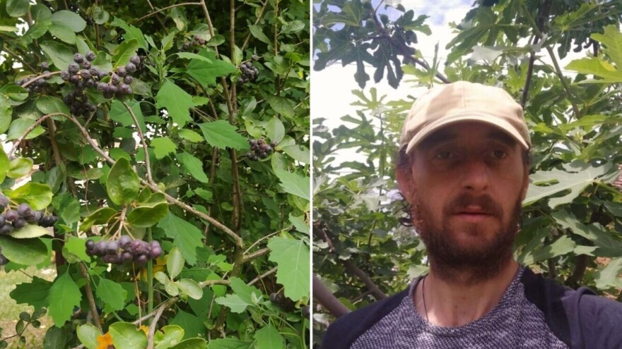 Miroslav Đorđević u dvorištu uzgaja sibirsku borovnicu, pepino, indijansku bananu. Otkriva nam kako