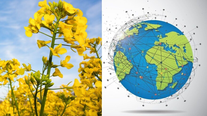 Uljana repica: Višenamenska kultura sa globalnim značajem