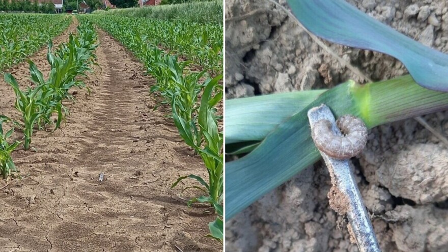 Sovica je još aktivna: Obiđite parcele iz kasnjih rokova sjetve!