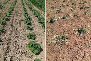 Oko 600 građana u Brčkom prijavilo štetu: Led ubio i bamiju kod Džemala