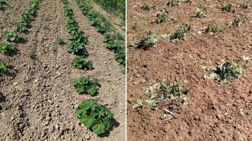 Oko 600 građana u Brčkom prijavilo štetu: Led ubio i bamiju kod Džemala