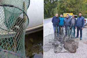 Uklonjene ilegalne vrše iz Cetine - spašene strogo zaštićene jegulje