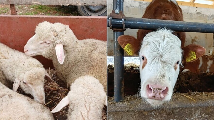 Jagnjad sve skuplja, telad sve jeftinija