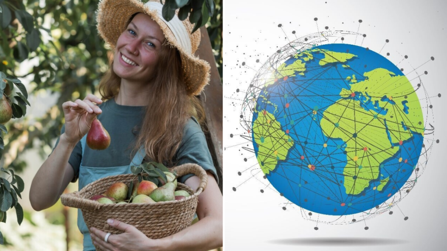 Kruška između tradicije i tržišta: Globalni rast, regionalni izazovi