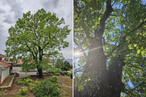 Kostrenski hrast osvojio titulu Hrvatsko stablo 2025. godine