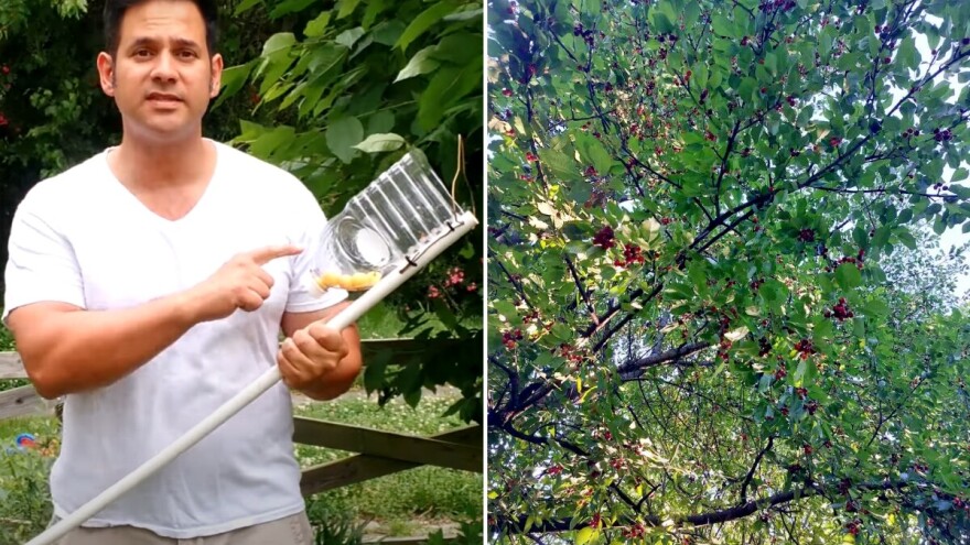 Evo kako napraviti berač za trešnje, višnje i ostalo sitnije voće