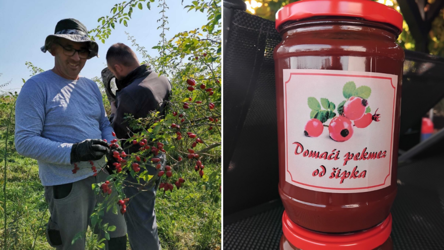 Darko Pešutić ima pet tisuća sadnica šipka, a pekmez koji proizvode posebna je priča