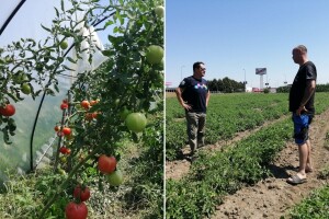 Nije svejedno hoće li rajčica dati 2 ili 8 kilograma po stabljici, a tu je ključ - navodnjavanje