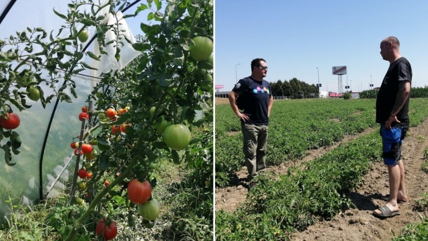 Nije svejedno hoće li rajčica dati 2 ili 8 kilograma po stabljici, a tu je ključ - navodnjavanje