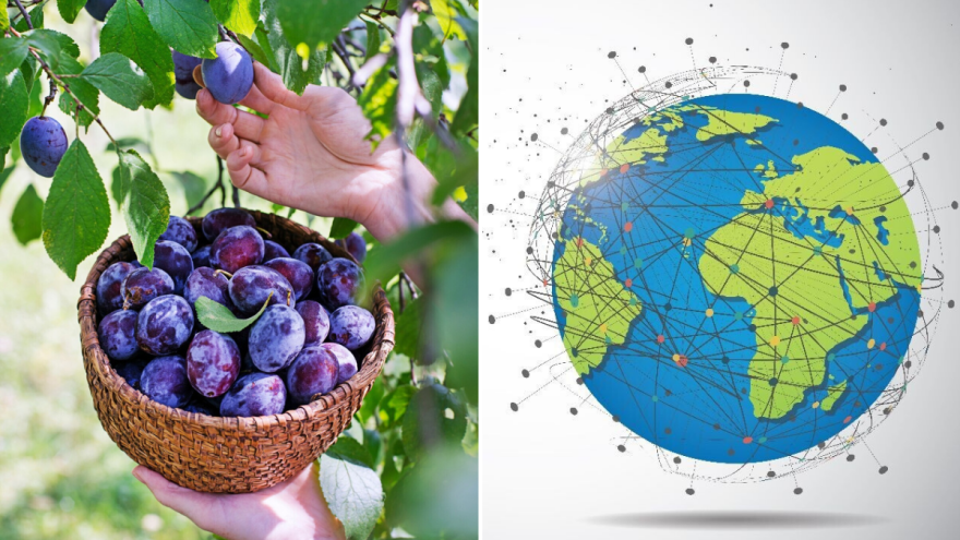 Plavi dragulj: Šljiva kao simbol tradicije i zdravlja