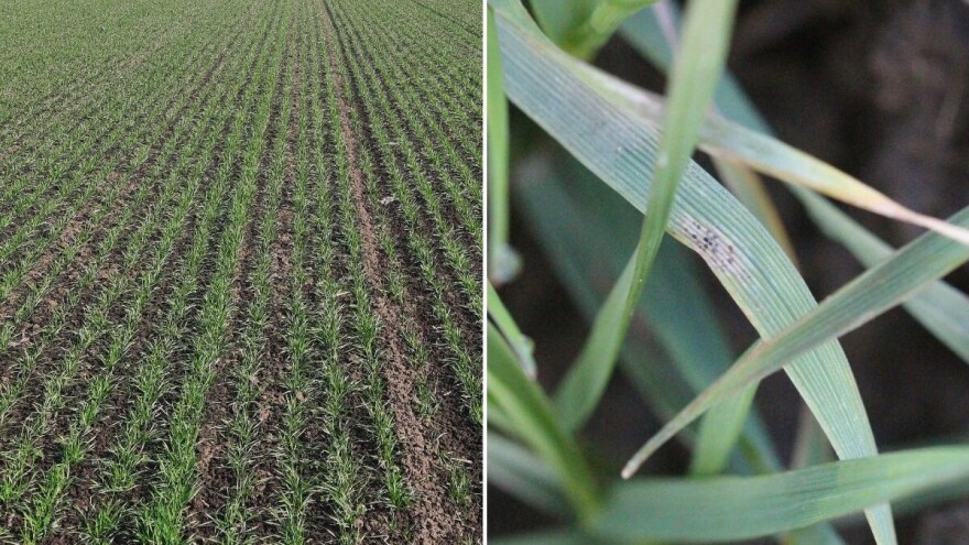 Oprez: Pepelnica strnih žita i siva pegavost lista prisutne u usevima pšenice