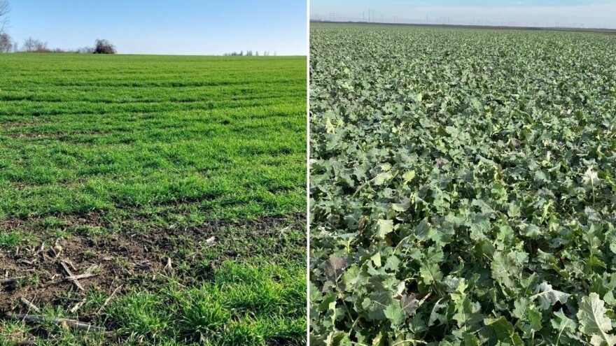 Ozimi usevi nejednako nikli, sada se dobro drže. Čemu se ratari nadaju?