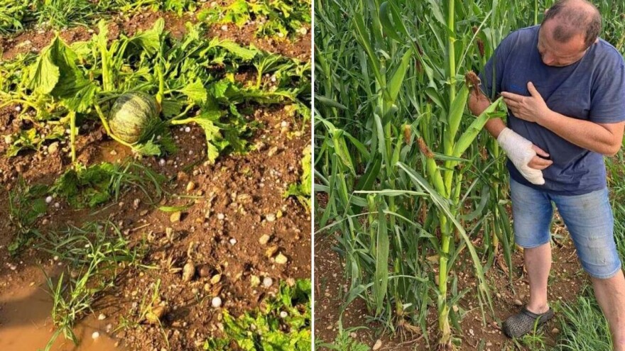 Tuča ih pogodila šesti put, pitanje je hoće li spasiti sjeme, a odšteta? Od lani niti cent