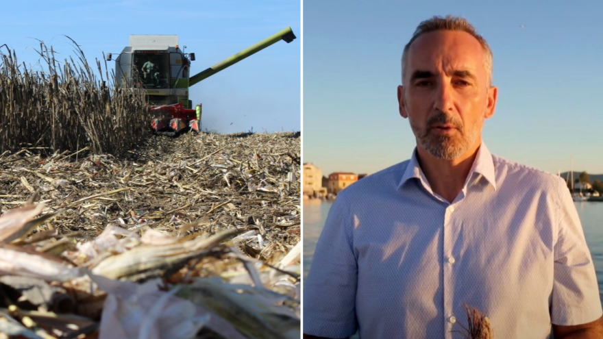 Suša je, a cijena kukuruza niska. Kako to?