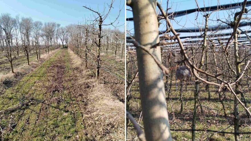 Sada je pravo vreme za zimsku rezidbu - uklonite i opalo lišće, mumuficirane plodove