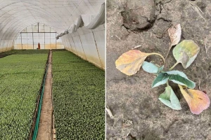 Evo koje nepesticidne mere pomažu u borbi protiv kupusne muve