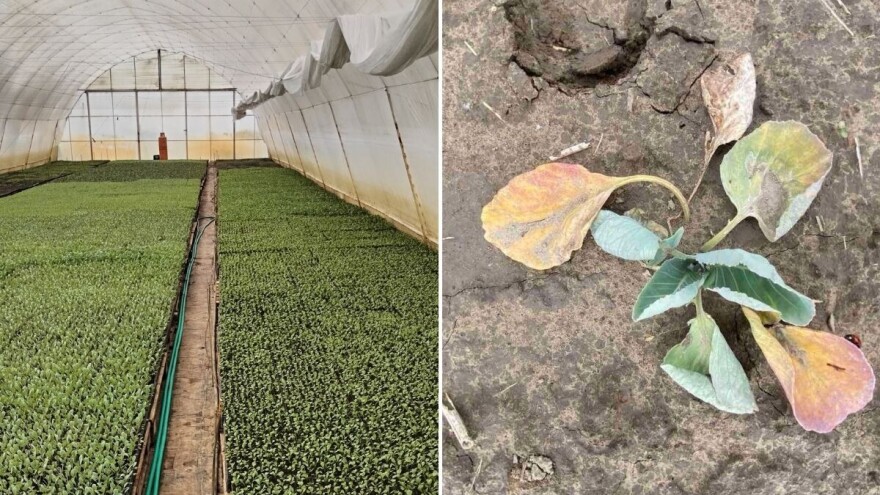 Evo koje nepesticidne mere pomažu u borbi protiv kupusne muve