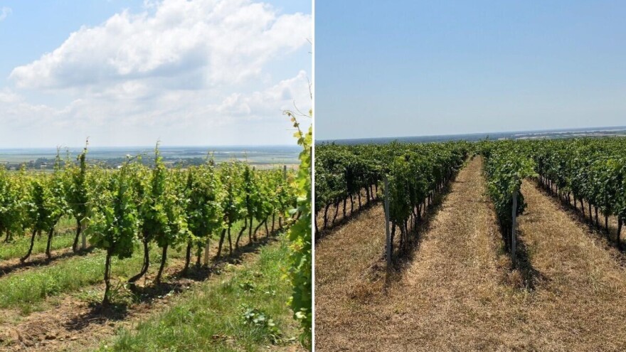 Trava u vinogradu: Kositi ili ne, tretirati ili okopavati, šta kaže struka?