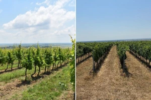 Trava u vinogradu: Kositi ili ne, tretirati ili okopavati, što kaže struka?