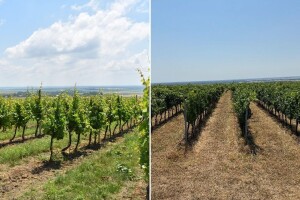 Trava u vinogradu: Kositi ili ne, tretirati ili okopavati, što kaže struka?
