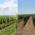 Trava u vinogradu: Kositi ili ne, tretirati ili okopavati, što kaže struka?