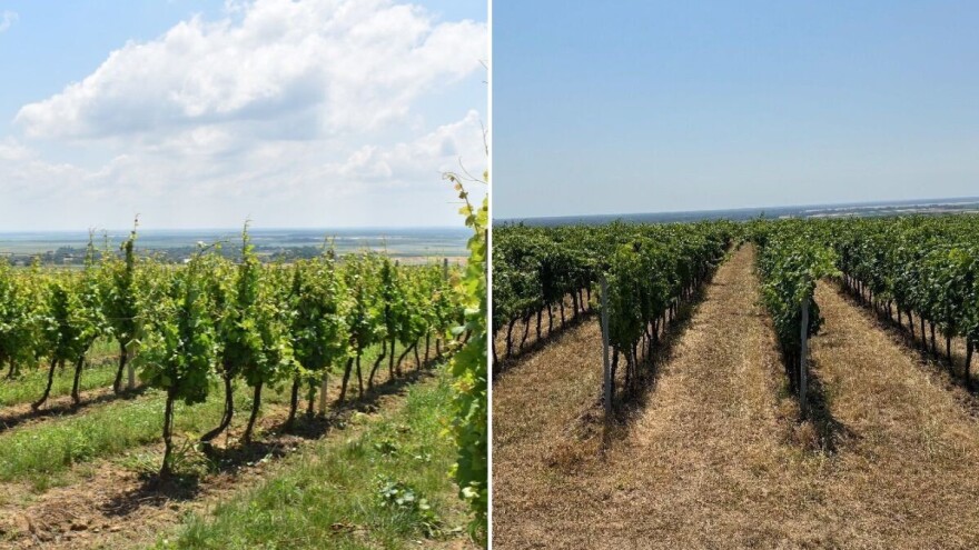 Trava u vinogradu: Kositi ili ne, tretirati ili okopavati, što kaže struka?