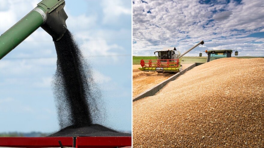 Strmoglav pad uljane repice na pariškoj burzi, što je s pšenicom?