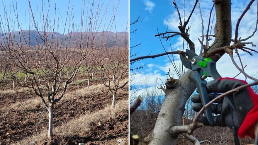Tomislav Zdravković uzgaja stare sorte šljive i jabuke - trgonjka "zakon" za dobru rakiju