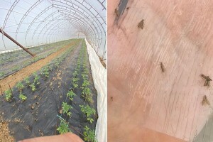 Moljac na rasadu paradajza - nepesticidne mjere od najvećeg značaja