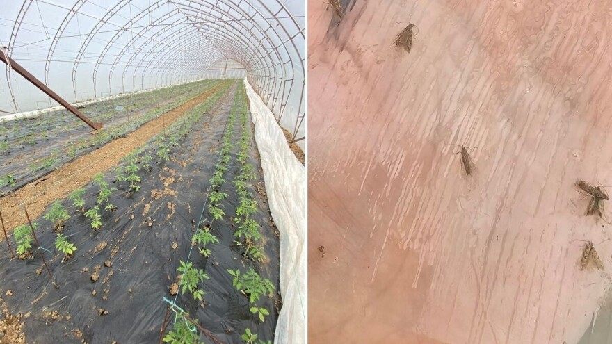 Moljac na rasadu paradajza - nepesticidne mjere od najvećeg značaja