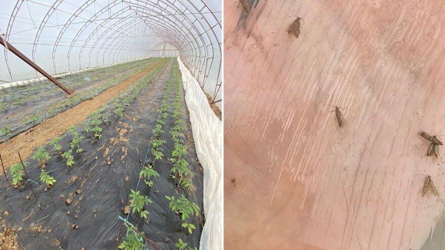 Uočen moljac na rasadu paradajza, nepesticidne mere od najvećeg značaja