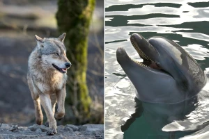 Zašto stati na divljim svinjama? Tu je i kormoran, vuk, dupin, tuna