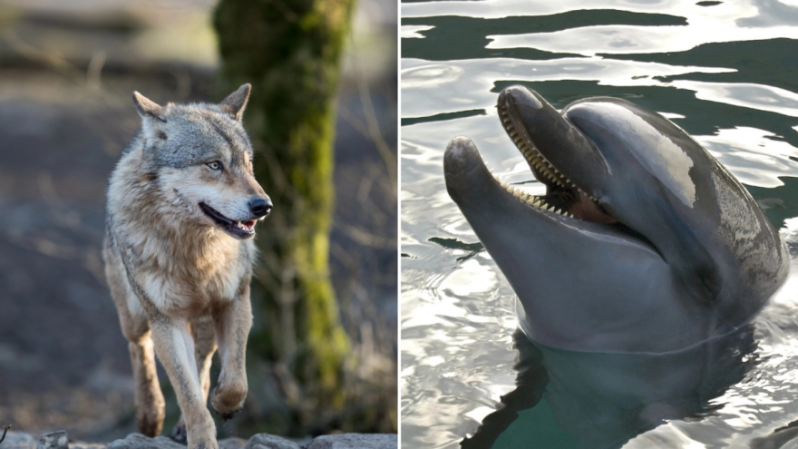 Zašto stati na divljim svinjama? Tu je i kormoran, vuk, dupin, tuna