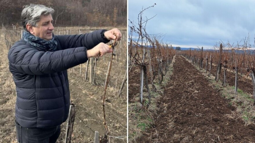 Vinogradari i vinari proslavili svog zaštitnika - lozu zarezali, punim bačvama se nadaju