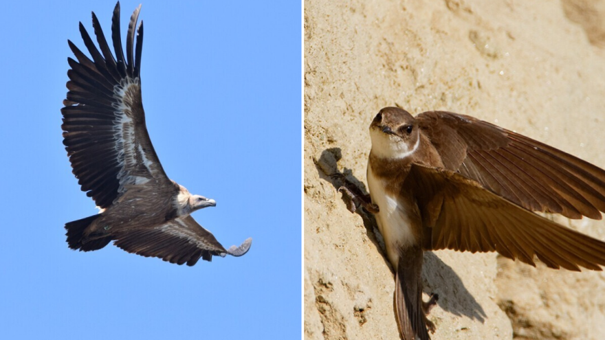 Bioraznolikost u fokusu: bregunice i bjeloglavi supovi dobivaju novu šansu