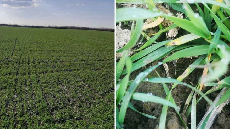 Siva pegavost lista pšenice registrovana na usevima u Mačvi